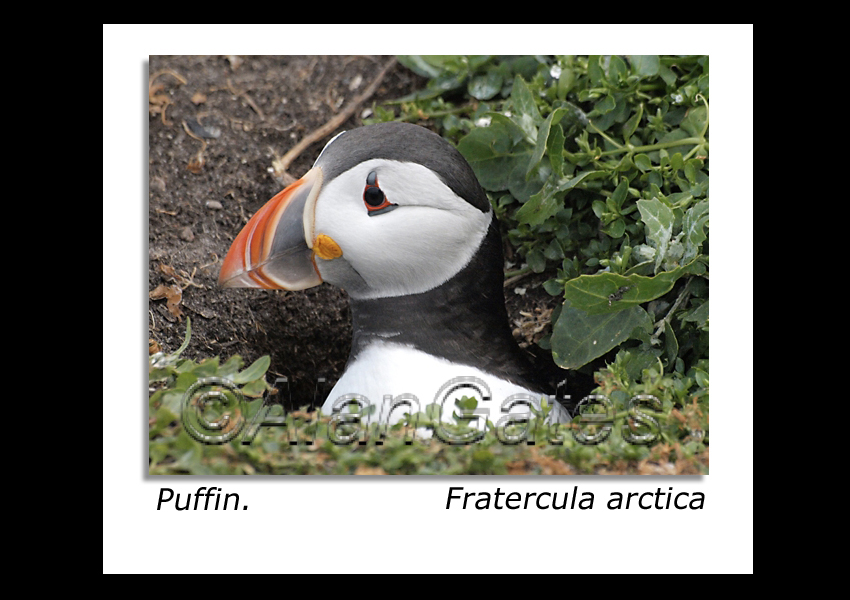 Puffin